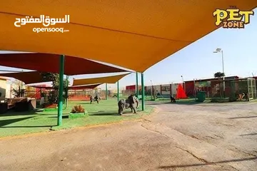  10 درّب كلبك الآن ...اكبر مركز لتدريب الكلاب