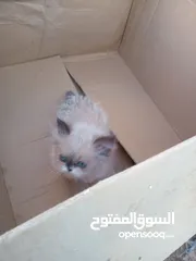 6 كيتن راغدول