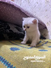  5 قطط كولد للبيع