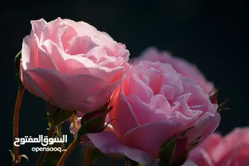  17 صور على الحائط (ستيكرز)