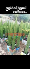  2 جميع انواع الاشجار الزينه والمثمره بأفضل الاسعار