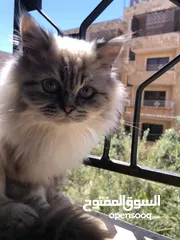  1 قطة شانشيلا أنثى عمرها ما بين 6_7 شهور غير ملقحه وبدون نسب او شهادة تحب اللعب وفي صحة جيدة