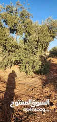  26 جرش جبا  مقابل ثغرة عصفور