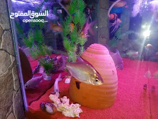  1 سمك سلفر بارب،سلفر شارك، كوي طفرات، سيكلد طفرات