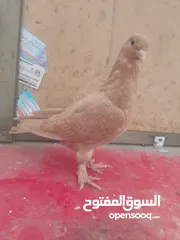  2 اول اشي نبدا بصلاة ع النبي اللهم صل على سيدنا محمد
