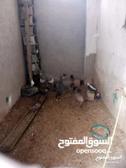  5 حمام بلدي نخب