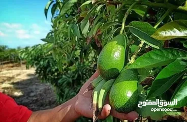  11 زراعة جميع انواع النباتات والفواكه والحمضيات