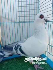  5 بعد الصلاة ع النبي جوزين بواز بلديات نخب اول ع حل شغالات جفن ودماغ ع طبيعه أجمل من الصور