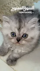 1 Cute baby kitten