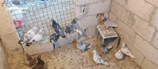  1 حمام للبدل