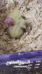  4 cockatiels baby/chicks available