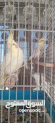  10 كوكتيل جوز للبيع