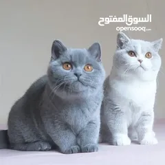  13 نشتري قطط سكوتش وبريتش الإعمار من شهرين ل3