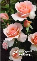  3 كريم ( مزيل عرق )