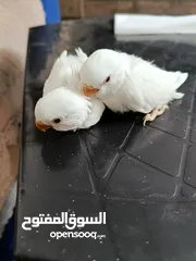  1 فراخ روز البينو بيور عين حمرا