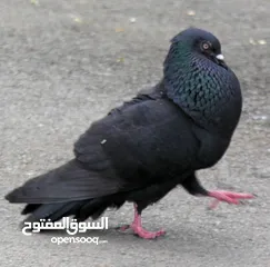  4 حمام للبيع بسعر مناسب جدا نار