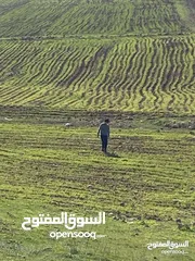  1 كوشان مستقل   مفروزه.