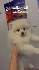  1 بومرينيان بيور للبيع