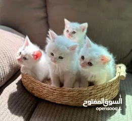  3 قطط هملايا وشيرازي وبرتش للبيع بسعر رمزي