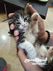  2 بسان عمره شهر للتبني