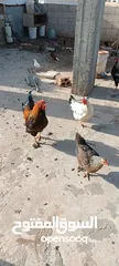  3 دجاج للبيع