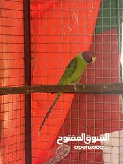  1 ببغاء درة برقوق