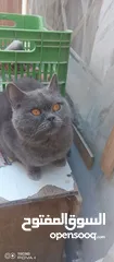  8 للبيع سعر مناسب