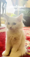  3 Original Persian (Shirazi) Kitten...male..blue eyes