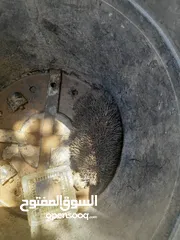  7 قنفذ للبيع كبير صحا ممتاز