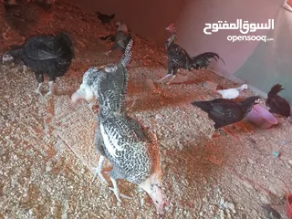  9 السلام عليكم،دجاج بلدي بياض للبيع،عمر سنه سعر الحبه 8 دنانير، صحه ونظافه،الموقع جرش دير الليات،