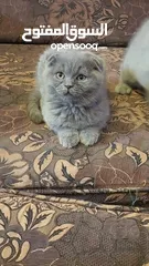  3 سكوتش فولد
