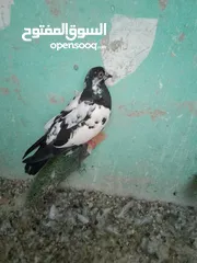  2 جبل جوفه حي ام تينه