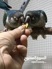 28 فراخ جرين شيك اليفات للزق اليدوي تركواز اناناس يلو سايد اقرأ التفاصيل