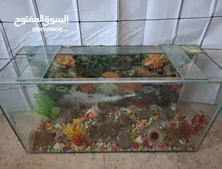  2 حوض سمك مستعمل معا كامل الزينة