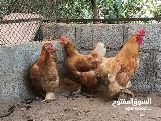  4 طقم كوشن العملاق