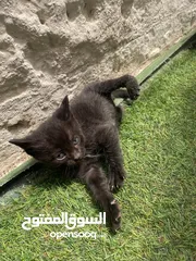  3 قط عمره شهر ونص