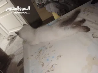  21 كتن سكوتش حبات ما شاء الله