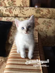  12 قطط سيبيري / قطط للبيع Cats / kittens / Siberian cat