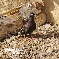  6 all typs of pigeons have.. Far sale