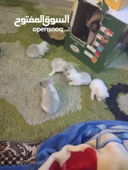  7 قطط صغيرة ....اي استفسار