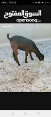  2 سخلتين شاميات