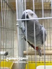  7 كاسكو متكلم قوي جدا بالكلام اقرأ الوصف بتمعن