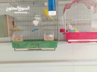  2 عصافير للبيع ما شاء الله الله يبارك لصاحب النصيب ويطرحله البركه يارب فيهم يارب