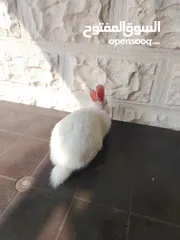 9 أرانب ذكور للبيع