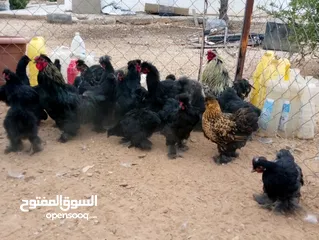  4 وز سوبر جامبو وجاج كوشن ومصوف