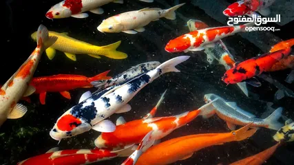  1 سمك كوي KOI Fish