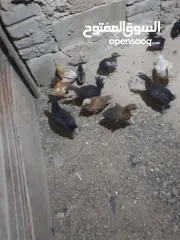  6 صيصان بلدي للبيع