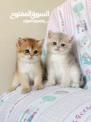  2 سكوتش فولد وسكوتش ستريت جولدن للبيع