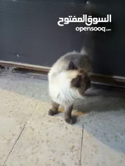  4 قط هملايا ذكر للبيع بسعر مغري قابل للتفاوض بشيئ بسيط مكس شوكليت  لون نادر