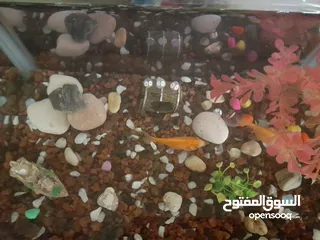  3 حوض سمك بسعر حرق اقرأ الوصف+عرض لفترة محدودة  بسعر حرق منافس للأخرين اقرأ الوصف